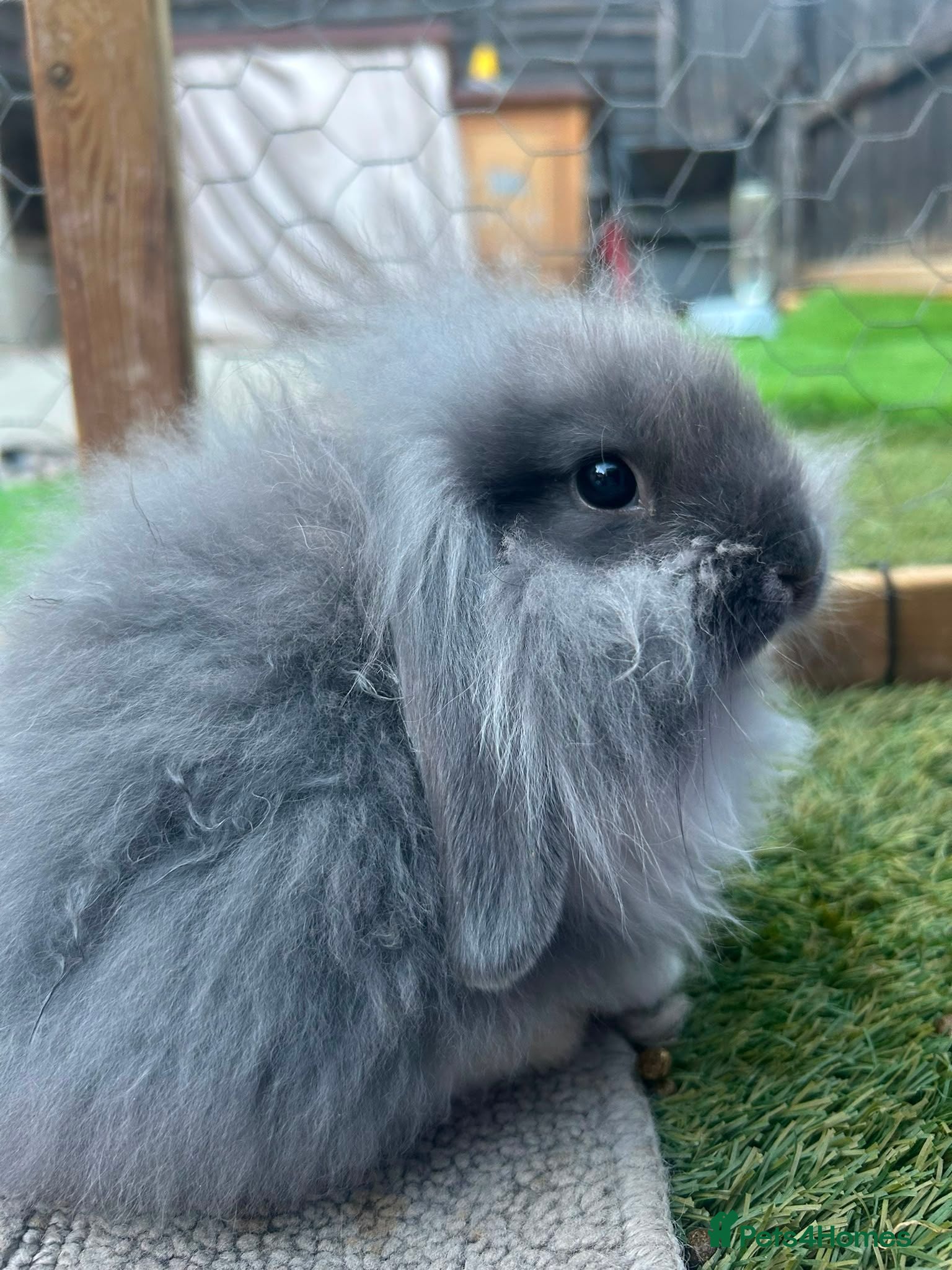 Mini Lion Lop rabbits lop x Lion head baby bunnies  - Advert 8