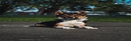 Border Collie dogs for sale: Male Border Collie  - Advert 5