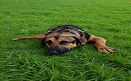 Mixed Breed dogs for adoption: Jim the gentle giant  - Advert 12