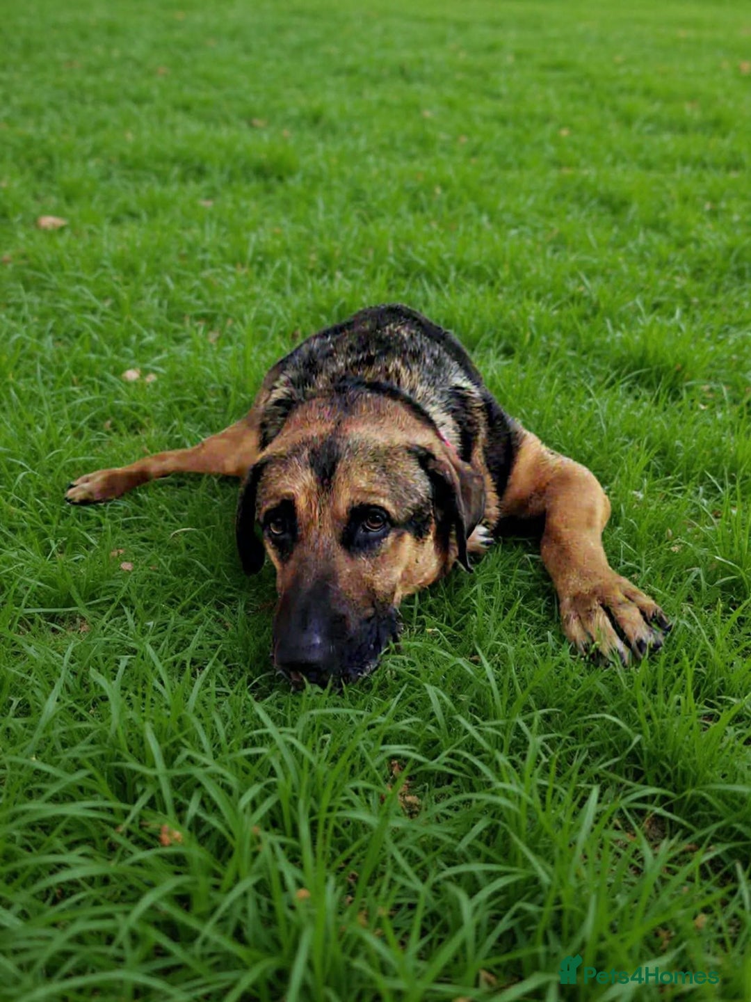 Mixed Breed dogs for adoption: Jim the gentle giant  - Advert 12