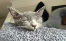 Mixed Breed cats for sale: 2 Gorgeous Bengal cross British Shorthair  - Image 7