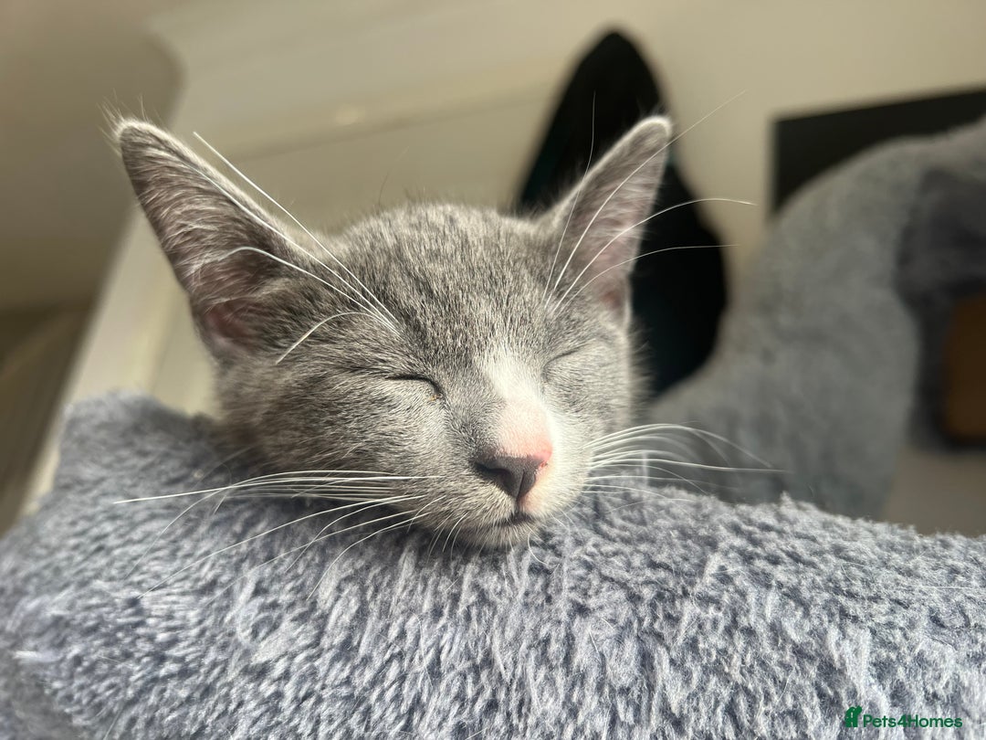 Mixed Breed cats for sale: 2 Gorgeous Bengal cross British Shorthair  - Image 7