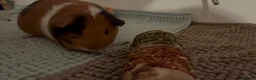 Guinea Pig rodents for sale: Female Guinea Pig For Rehoming  in Darwen - Advert 6