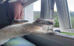 Ragdoll cats for sale: Ragdolls for sale - Image 2