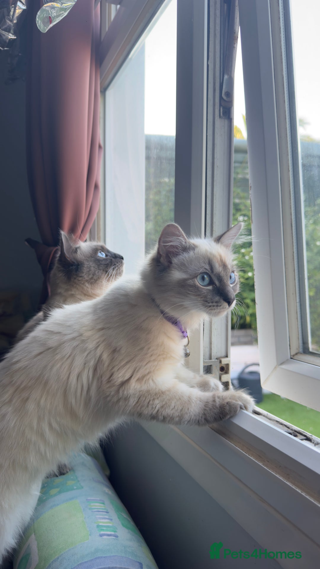 Ragdoll cats for sale: Ragdolls for sale - Image 2
