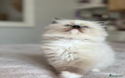 Ragdoll cats for sale: Beautiful pedigree kittens, show quality 💎❤️💎 - Image 4