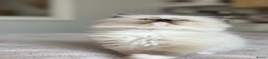 Elvis 3