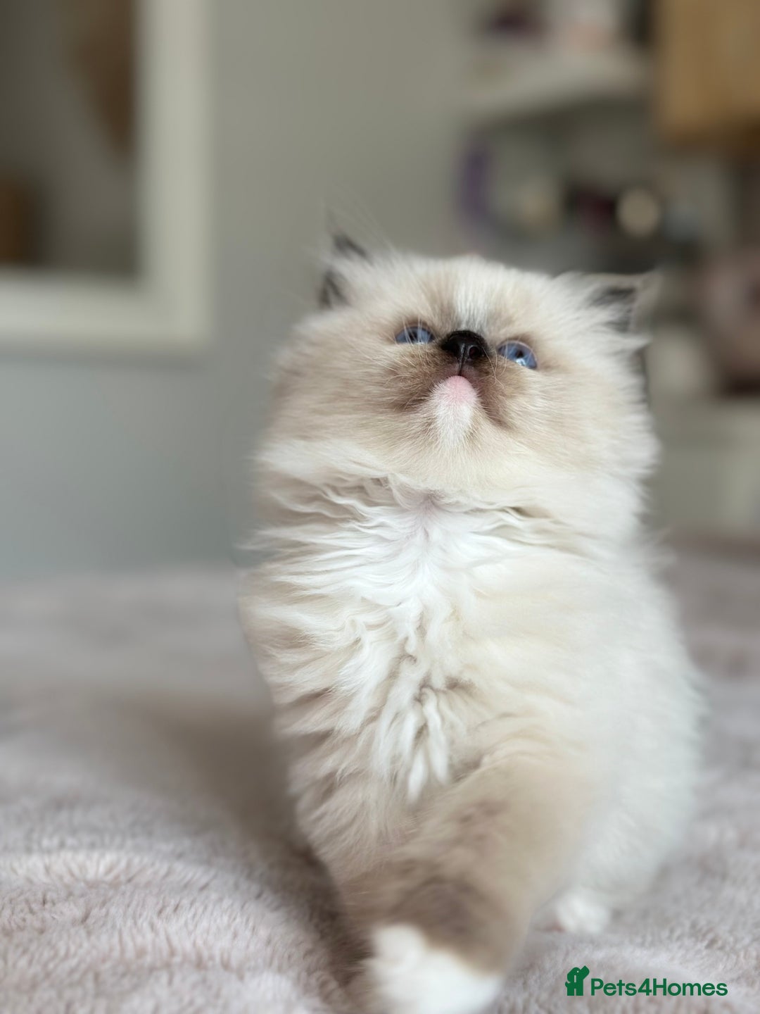 Ragdoll cats for sale: Beautiful pedigree kittens, show quality 💎❤️💎 - Image 4