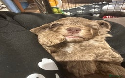 Cockapoo dogs for sale: Cockapoo puppies - Advert 16