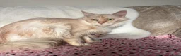Maine Coon cats for sale: GCCF Maine coon male in March - Advert 3