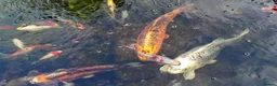 Pond Fish fish for sale: Beautiful Koi and Goldfish to be rehomed in Peacehaven - Advert 5