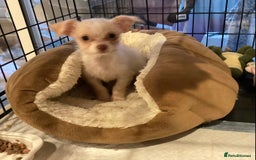 Chihuahua dogs for sale: Chihuahua babies ready now - Image 10