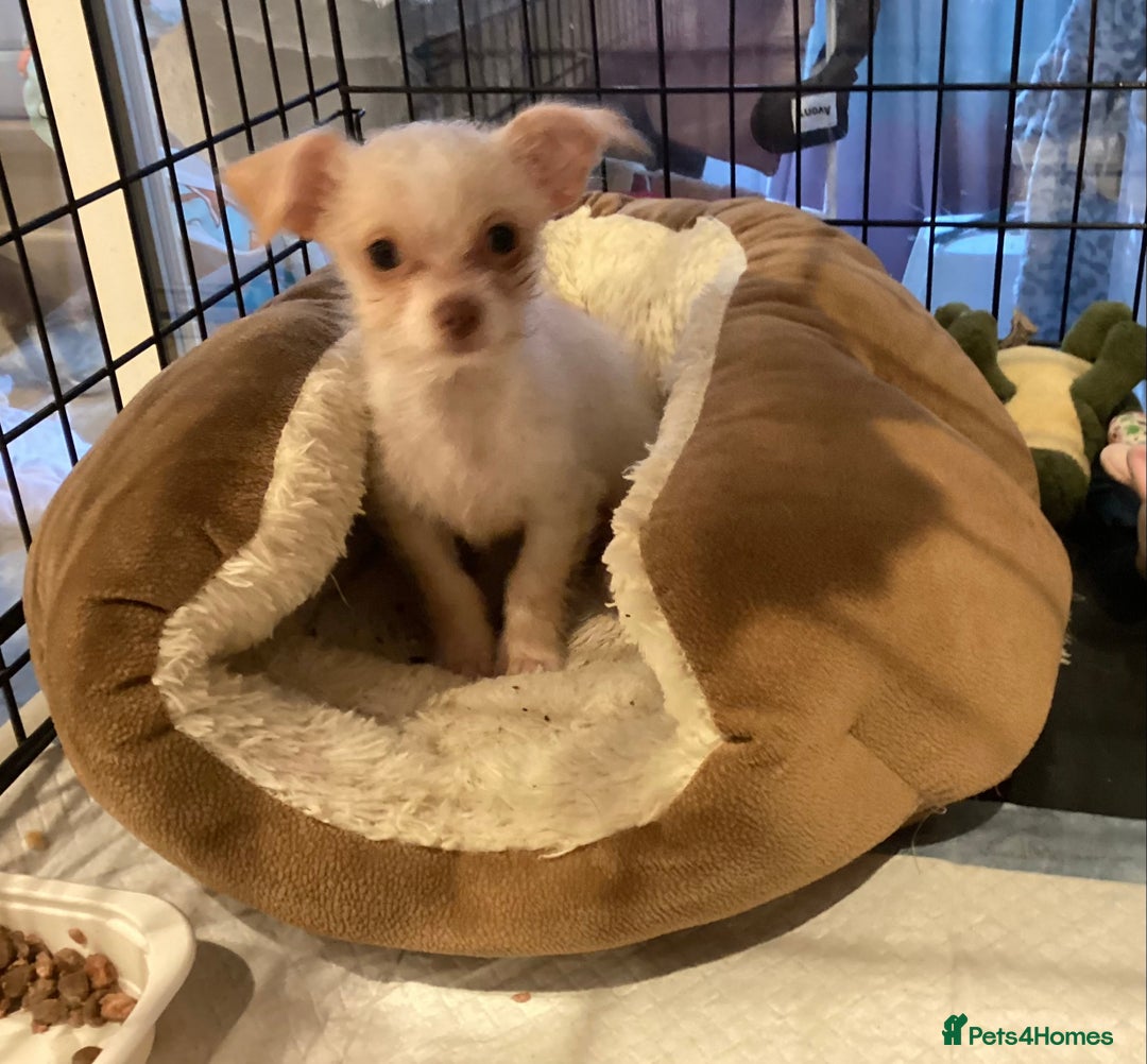 Chihuahua dogs for sale: Chihuahua babies ready now - Image 10