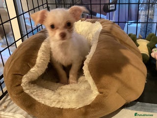 Chihuahua dogs - Advert 13