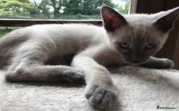Tonkinese cats for sale: Superb Tonkdoll Kittens - Image 16