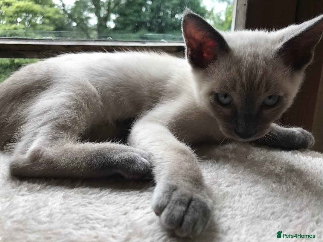 Tonkinese cats for sale: Superb Tonkdoll Kittens - Image 16
