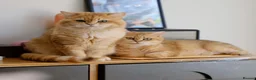 British Shorthair cats for sale: BSH Golden boys TICA Reg  - Advert 20