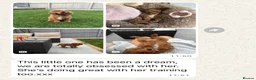 Cavapoo dogs for sale: Outstanding quality, F1b super dark red Cavapoo’s  - Advert 11