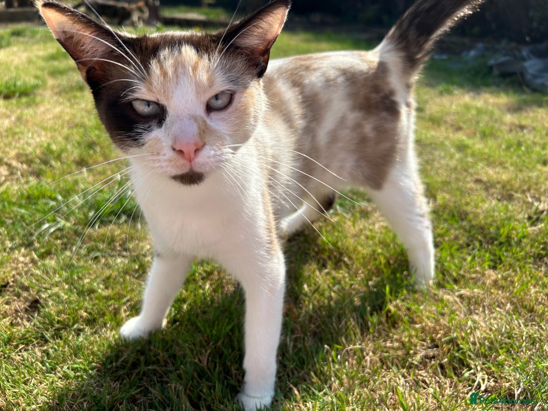 Ragdoll cats for sale: Blue eyed female ragdoll  - Advert 3