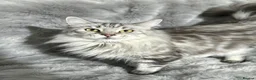 Maine Coon cats for sale: Stunning Maine Coon Boy - Advert 4