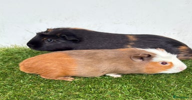 Guinea Pig rodents - Advert 9