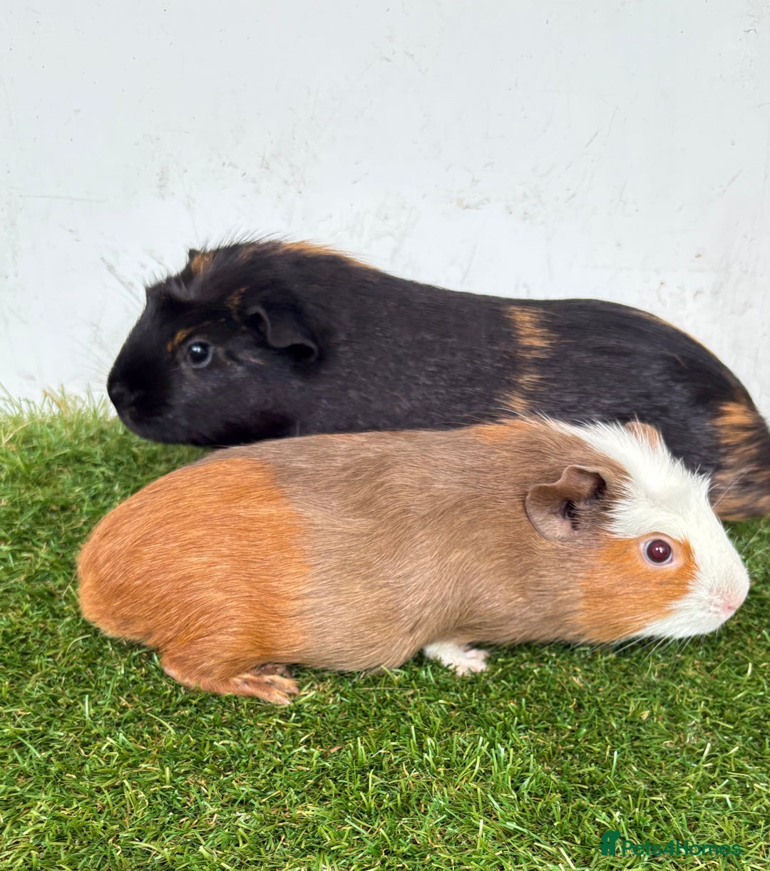 Guinea Pig rodents for sale: Very calm, friendly Guinea pig girls ready now  - Image 3