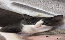 Domestic Shorthair cats for sale: Beautiful Grey & White Kitten for Sale - Image 1