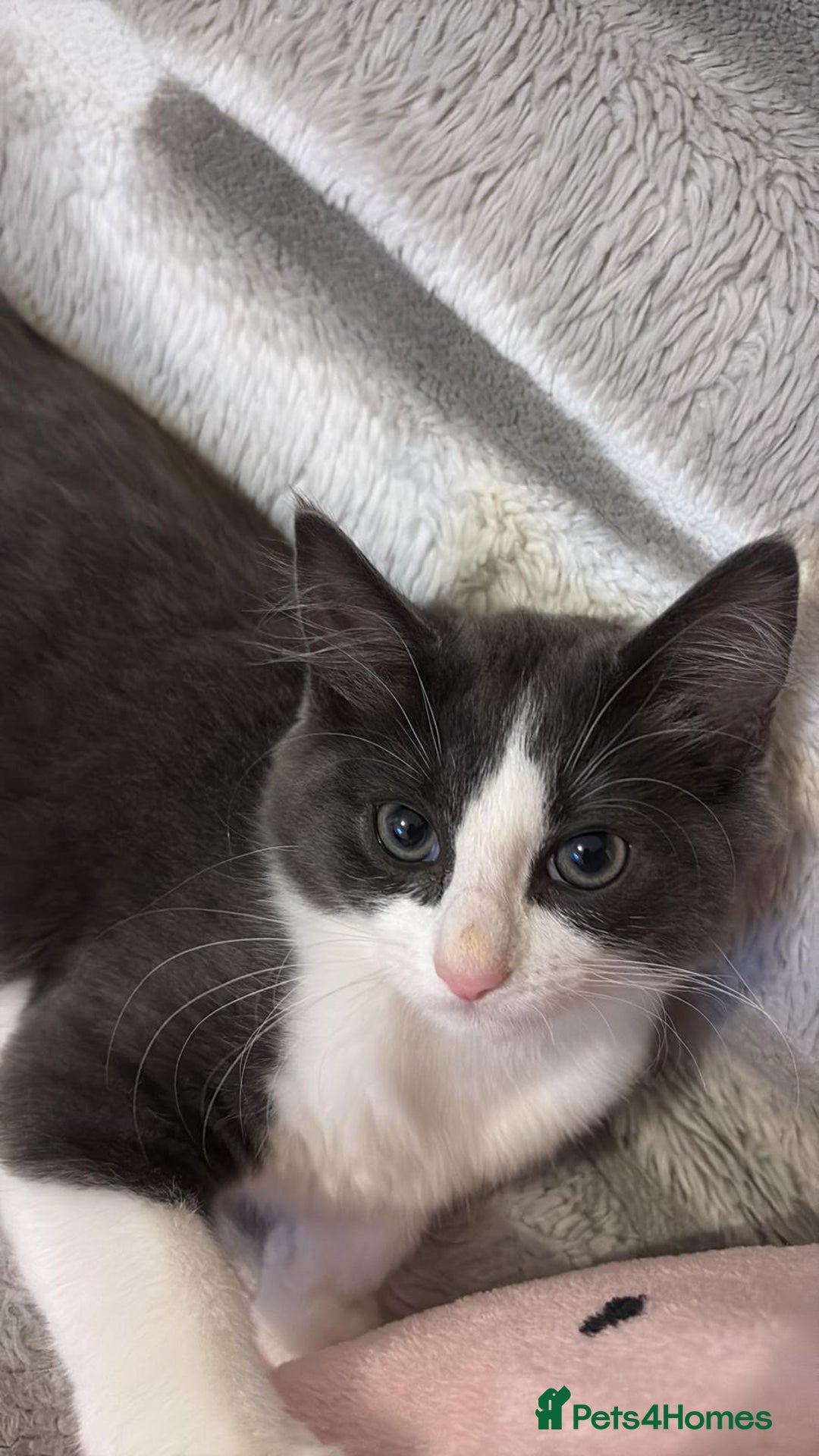 Domestic Shorthair cats for sale: Beautiful Grey & White Kitten for Sale - Image 1