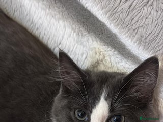 Domestic Shorthair cats for sale - Advert 1