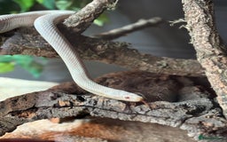 Corn Snake reptiles for sale: Female Corn Snake - Image 2