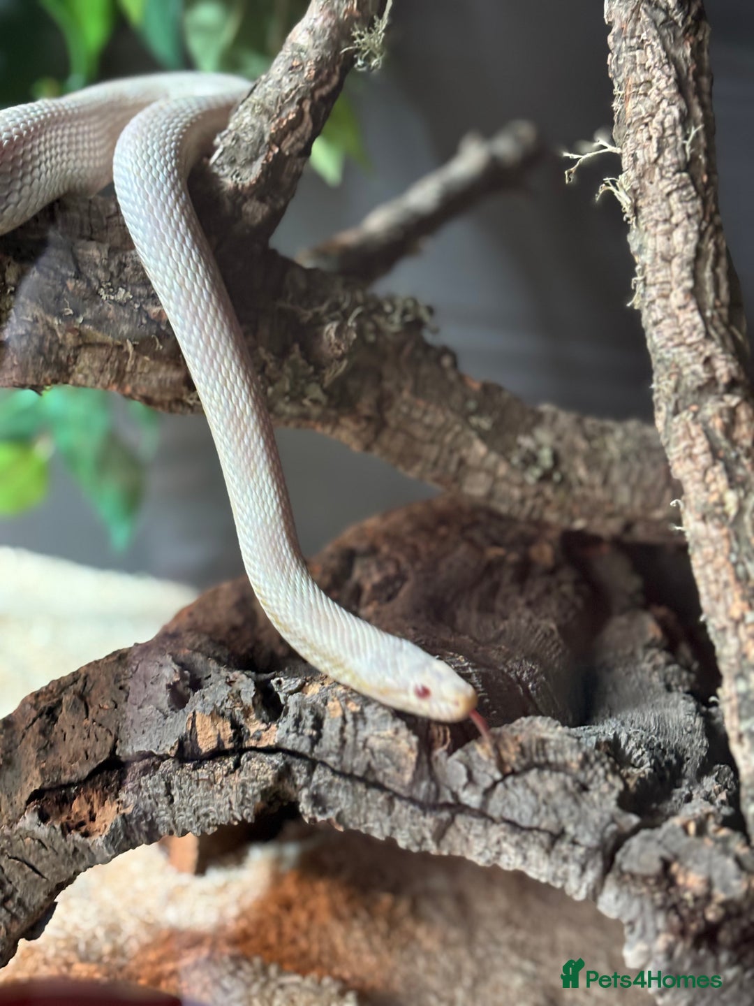Corn Snake reptiles for sale: Female Corn Snake - Image 2