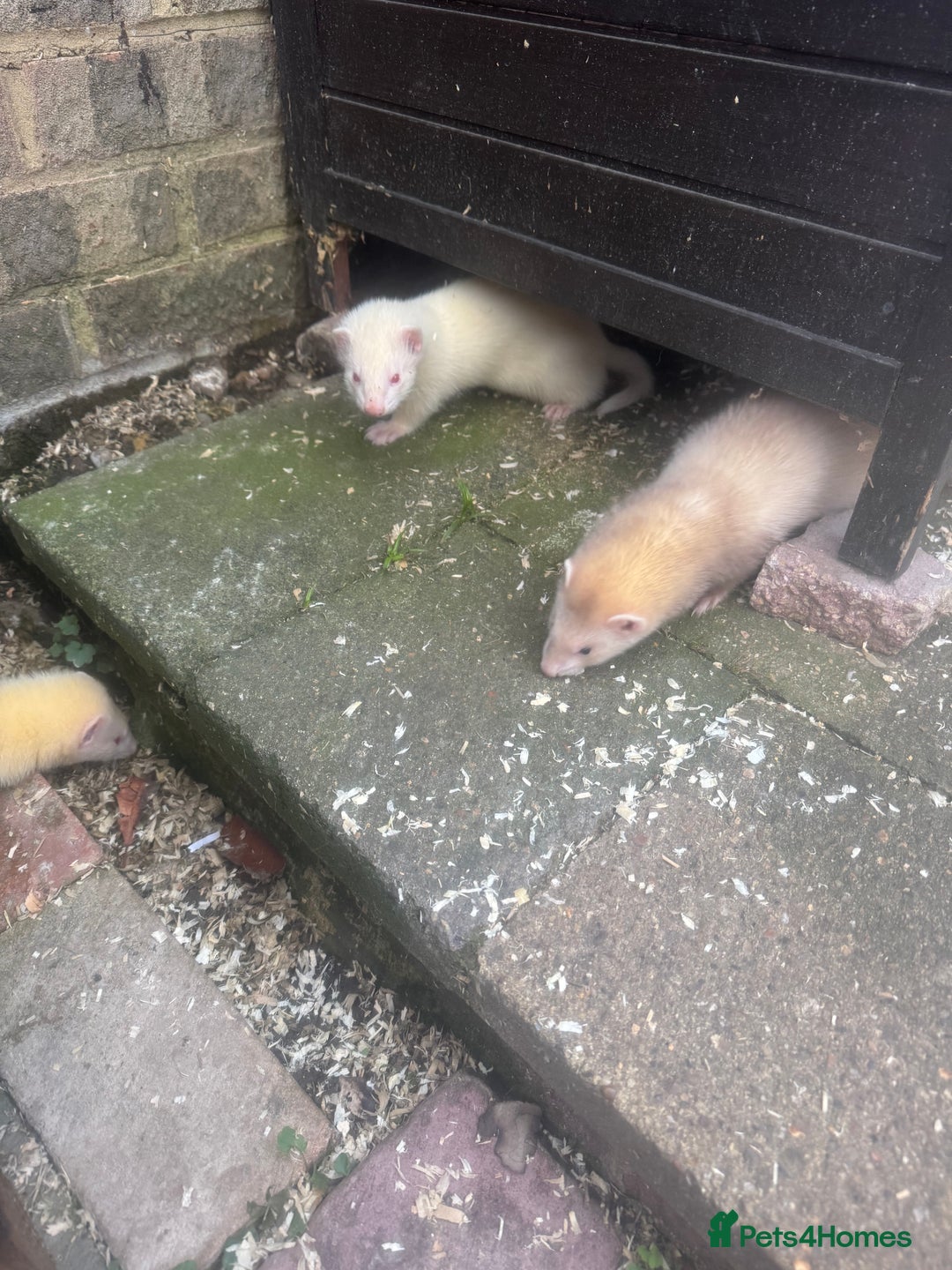Ferret rodents for sale: Ferret kits for sale - Image 5