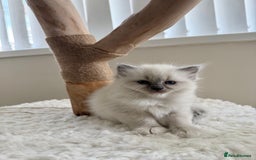 Ragdoll cats for sale: 🎀 Purebred European Ragdoll kittens 🎀  - Image 8