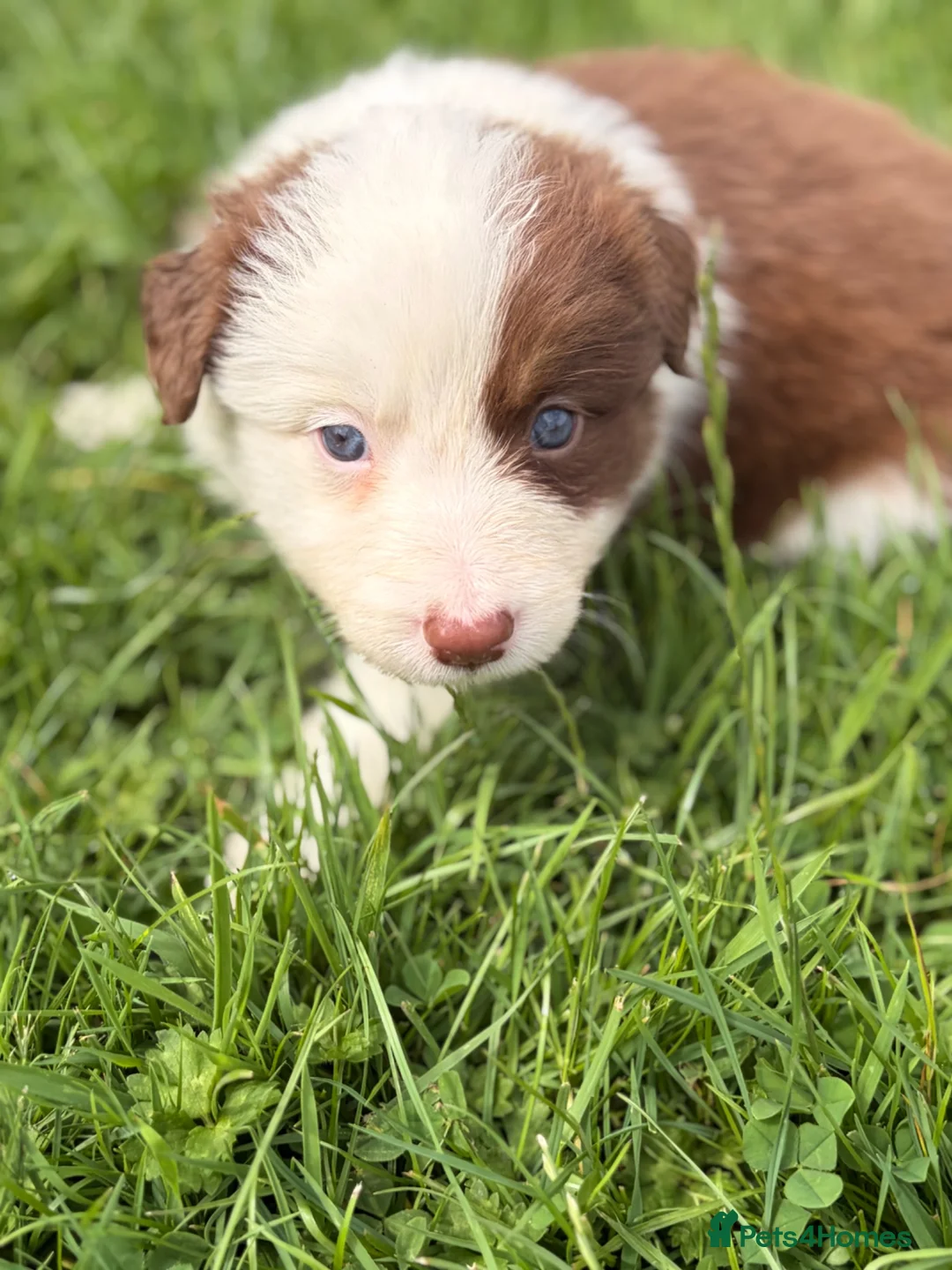 Border Collie dogs for sale: BEAUTIFUL BC PUPS, HEALTH TESTED CLEAR PARENTS  - Advert 37