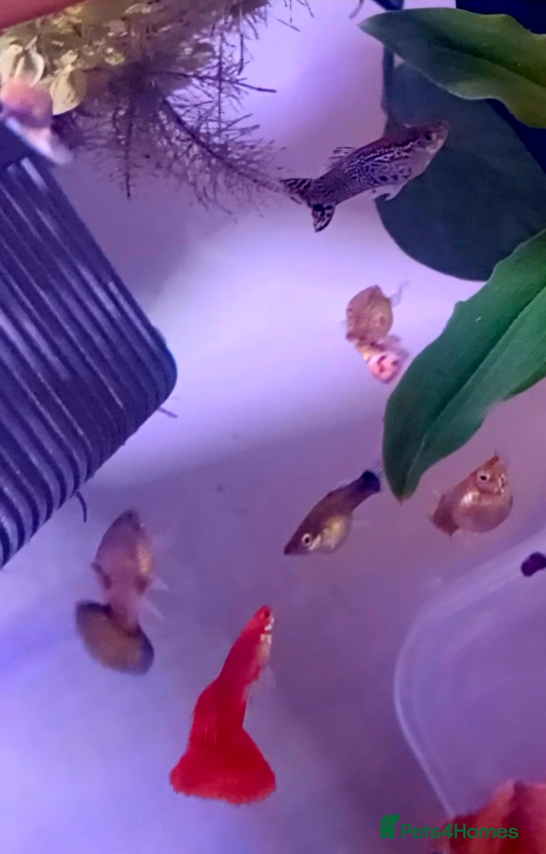 Bettas fish for sale: topaz guppies albino mix - Advert 18
