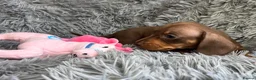 Miniature Dachshund dogs for sale: KC reg, PRA Clear Beautiful Natured Pups - Advert 33