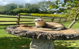 Ferret rodents for sale: Ferret for sale  - Image 1