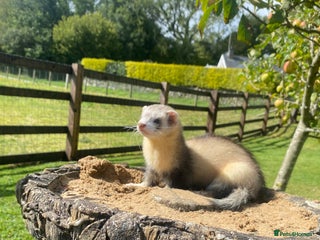 Ferret rodents - Advert 21