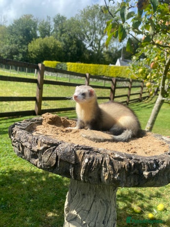 Ferret rodents - Advert 3