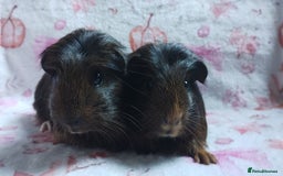 Guinea Pig rodents for sale: Two pairs of female guinea pigs price per set - Image 7