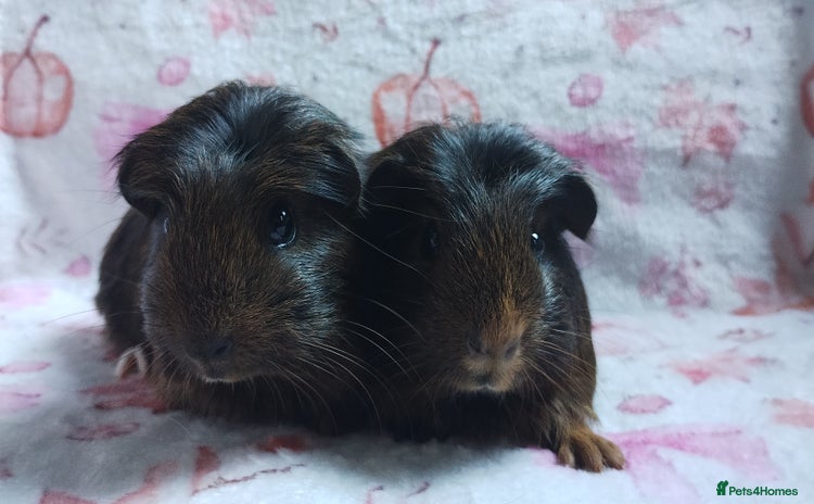 Guinea Pig rodents - Advert 7
