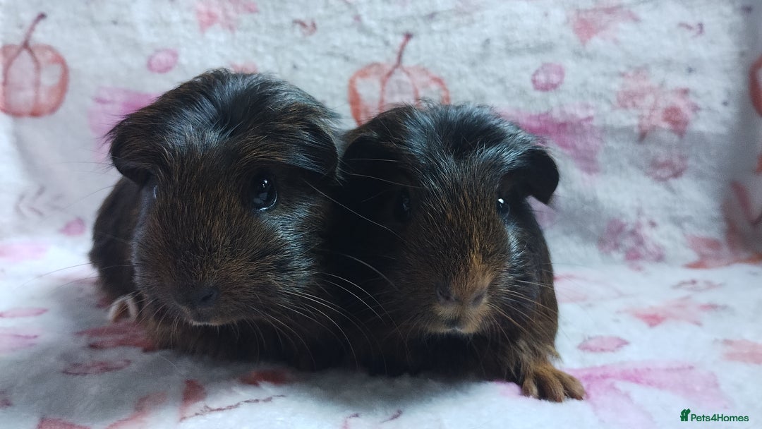 Guinea Pig rodents for sale: Two pairs of female guinea pigs price per set - Image 7