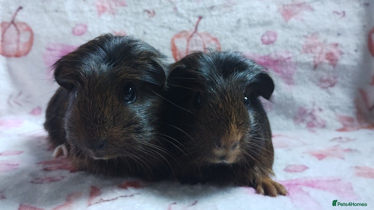 Guinea Pig rodents - Advert 13