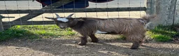 Goats livestock for sale: Registered Pygmy goat wethers - Advert 5