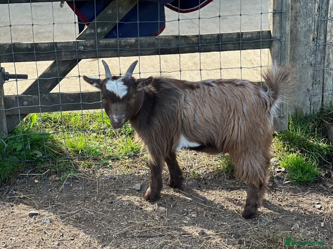Goats livestock for sale: Registered Pygmy goat wethers - Advert 5