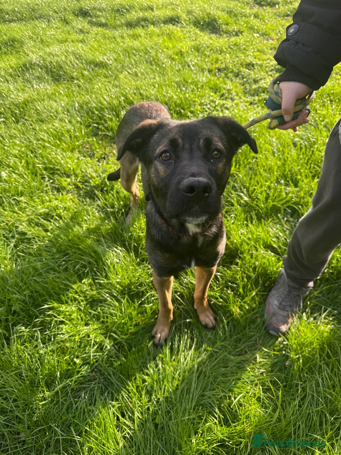 Mixed Breed dogs Lovely boy needs a forever home  - Advert 4