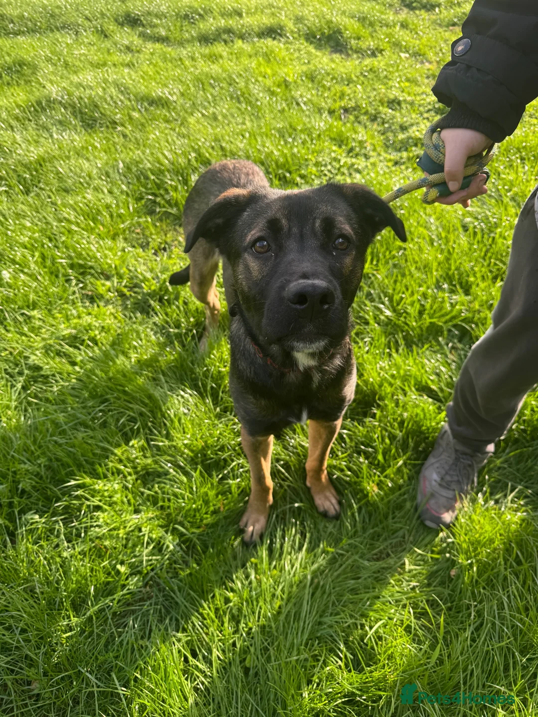 Mixed Breed dogs for sale: Lovely boy needs a forever home  in Dudley - Advert 1