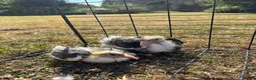 Pigeons birds for sale: Baby racing pigeons, homing pigeons  - Advert 7