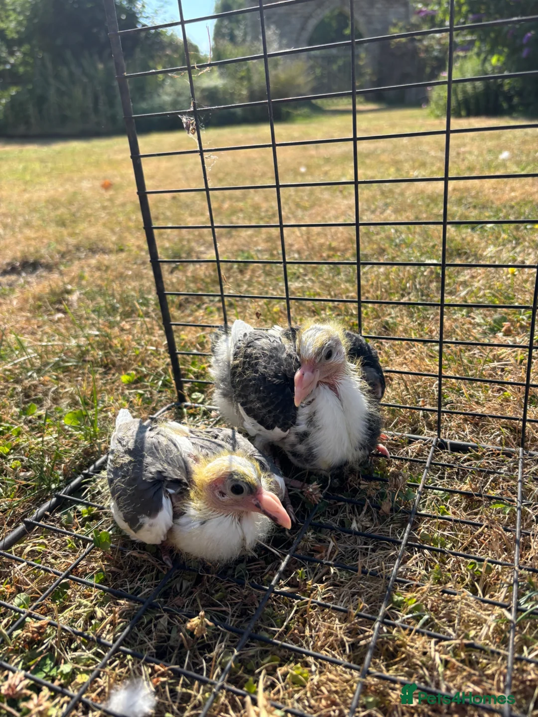 Pigeons birds for sale: Baby racing pigeons, homing pigeons  - Advert 7