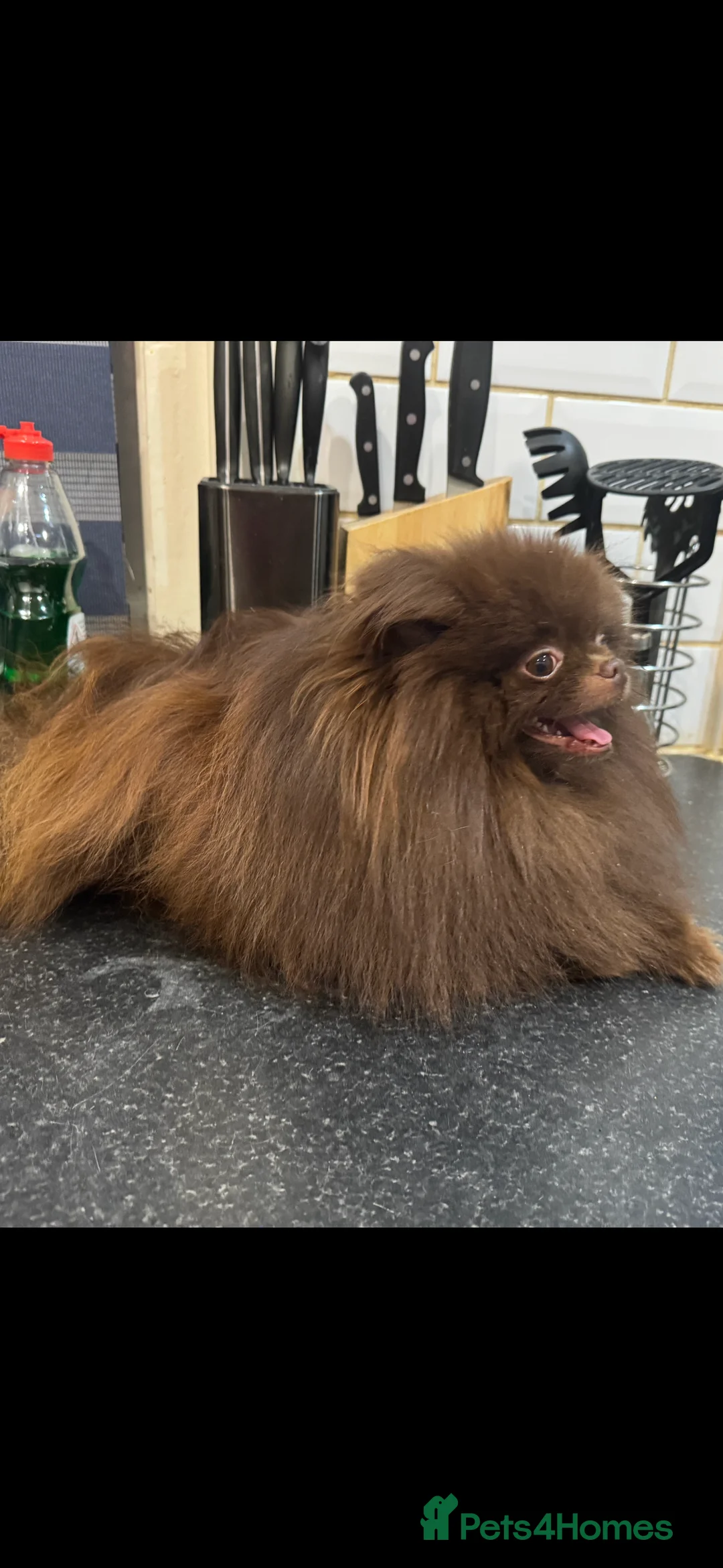 Pomeranian dogs for stud: Amazing Teddy bear chocolate boy for stud 🥰 - Advert 9